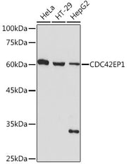 CDC42EP1 Rabbit mAb