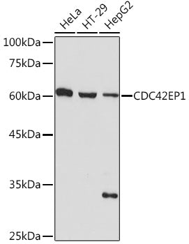 CDC42EP1 Rabbit mAb