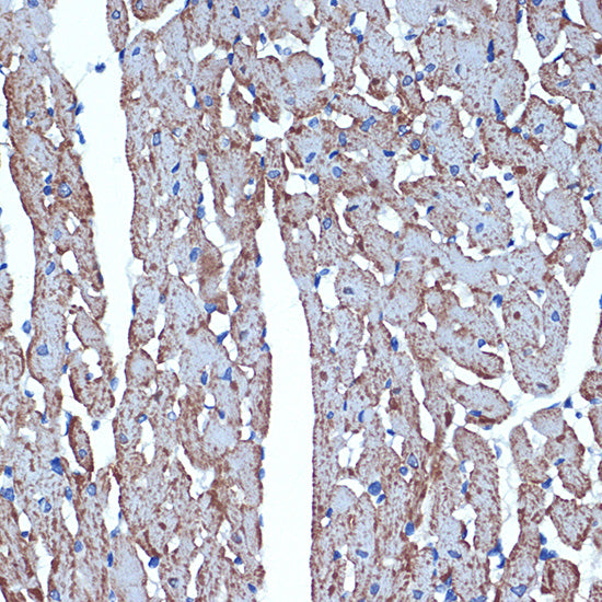 CDC42EP1 Rabbit mAb