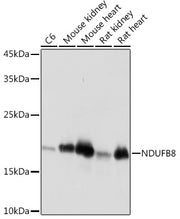 NDUFB8 Rabbit mAb