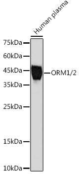 ORM1/2 Rabbit mAb