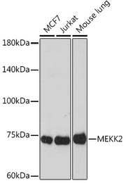 MEKK2 Rabbit mAb