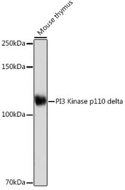 PI3 Kinase p110 delta Rabbit mAb