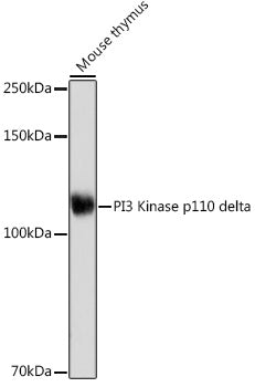 PI3 Kinase p110 delta Rabbit mAb