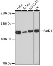 Rad21 Rabbit mAb