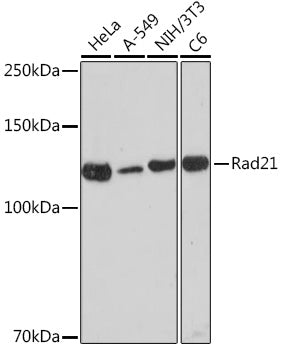 Rad21 Rabbit mAb