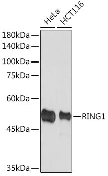 RING1A Rabbit mAb