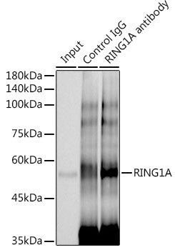 RING1A Rabbit mAb