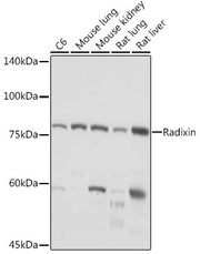 Radixin Rabbit mAb