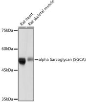 alpha Sarcoglycan (SGCA) Rabbit mAb