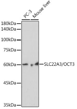 SLC22A3/OCT3 Rabbit mAb