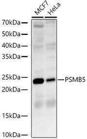 PSMB5 Rabbit pAb