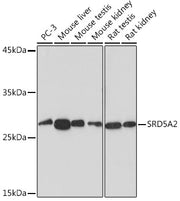 SRD5A2 Rabbit mAb