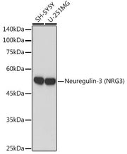 Neuregulin-3 (NRG3) Rabbit mAb