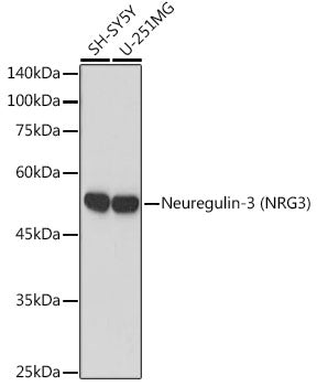 Neuregulin-3 (NRG3) Rabbit mAb