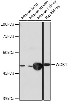 WDR4 Rabbit mAb
