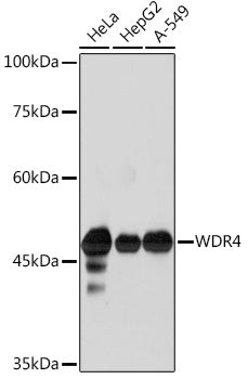 WDR4 Rabbit mAb