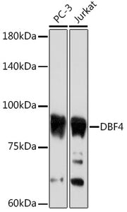 DBF4 Rabbit mAb