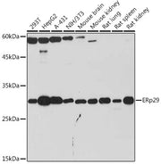 ERp29 Rabbit mAb