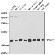 Destrin Rabbit mAb
