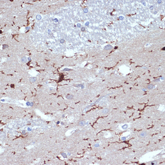 AIF1/IBA1 Rabbit mAb