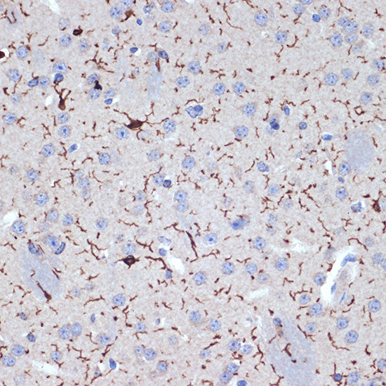 AIF1/IBA1 Rabbit mAb