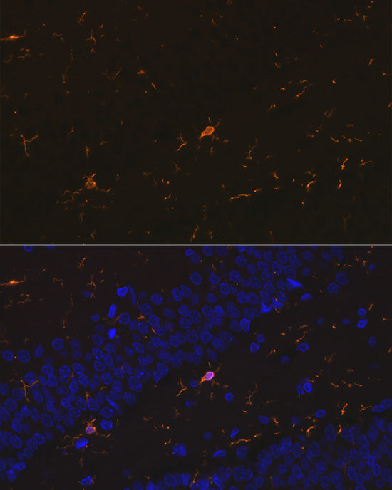 AIF1/IBA1 Rabbit mAb