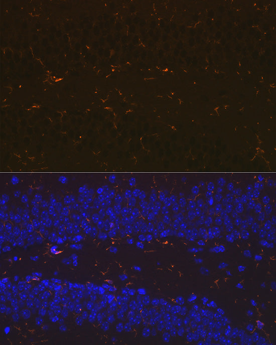 AIF1/IBA1 Rabbit mAb
