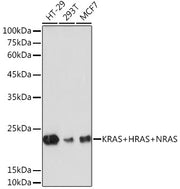 KRAS+HRAS+NRAS Rabbit mAb