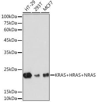 KRAS+HRAS+NRAS Rabbit mAb