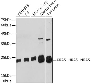 KRAS+HRAS+NRAS Rabbit mAb
