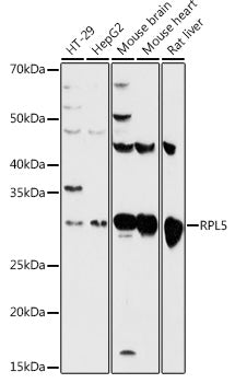 RPL5 Rabbit pAb