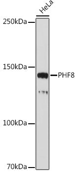 PHF8 Rabbit mAb