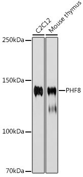 PHF8 Rabbit mAb
