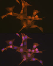 Nesprin 1 Rabbit mAb