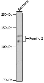 Pumilio 2 Rabbit mAb