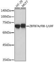 ZBTB7A/FBI-1/LRF Rabbit mAb
