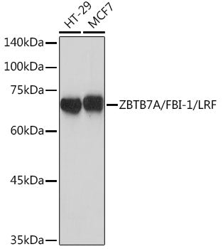 ZBTB7A/FBI-1/LRF Rabbit mAb