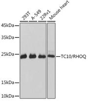TC10/RHOQ Rabbit mAb