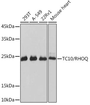 TC10/RHOQ Rabbit mAb