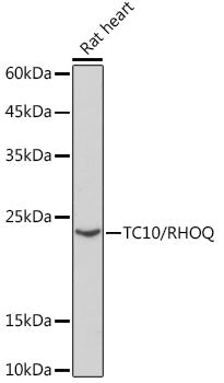 TC10/RHOQ Rabbit mAb