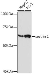 sestrin 1 Rabbit mAb