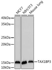 TAX1BP3 Rabbit mAb