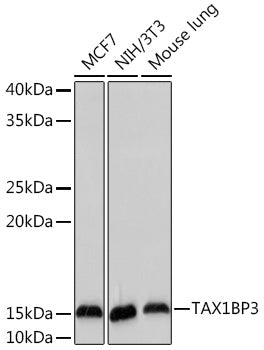 TAX1BP3 Rabbit mAb