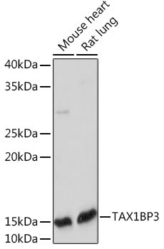 TAX1BP3 Rabbit mAb
