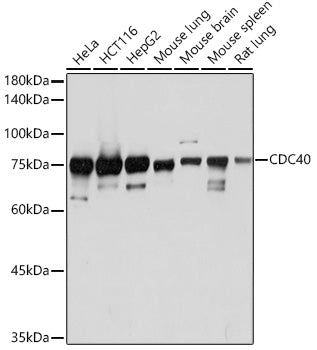 CDC40 Rabbit mAb