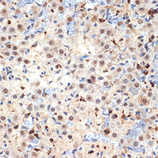 CDC40 Rabbit mAb