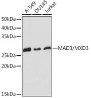 MAD3/MXD3 Rabbit mAb