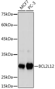 BCL2L12 Rabbit mAb