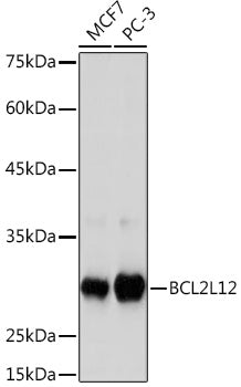 BCL2L12 Rabbit mAb